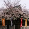 桜の季節の繁昌亭、さくら心で夜の道草！