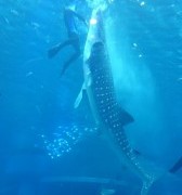 4月29日は昭和の日