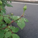 おいしいね15種類の野菜、みこちゃんの神州一味噌