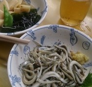 この日のいかなごは、「却下」でございました！