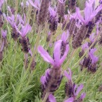 花よりお蕎麦、かき揚げ付！