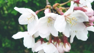 満開は目前です