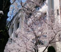 澄みわたる梅酒