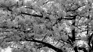 つかの間のお花見