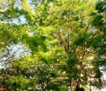 新緑の季節となりました