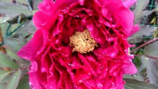 雨の長谷寺もよいものでした