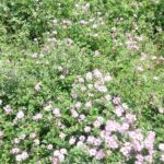 冷たいお蕎麦と冷やしたお酒