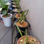 育成場所は選べません