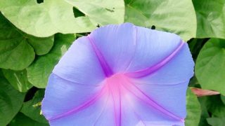 オチャガビアさんは、チリワインの父だそうです