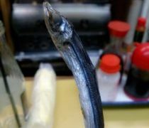 100円の手品の素が凄すぎた