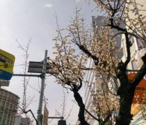 レンコンにはビタミンCが豊富だそうです