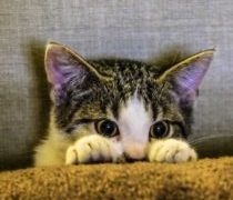 残念ならば、叶えてあげる事も大切です