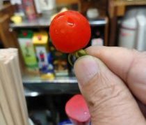 トマトにも夏の涼味を感じます