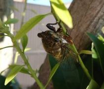 サザエのつぼ焼き