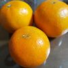 南の国の柑橘類