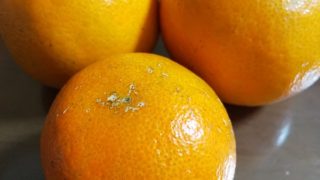 南の国の柑橘類