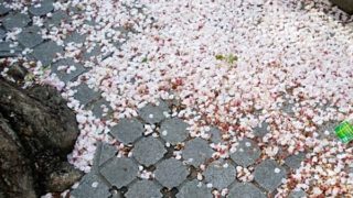 玉子丼ではございません