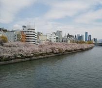 大川べりの桜もそろそろ見納め