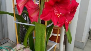 親父が作れば、100円ローソンが仕入先!