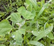 黒毛和牛の丸焼き、お替りしました