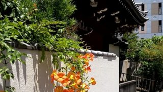 オレンジ色のノウゼンカズラ