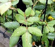 普段通りのリズムがありがたい