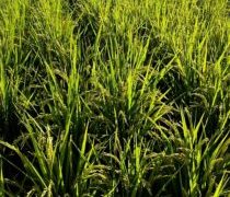 暑くても秋がそこまで来ております