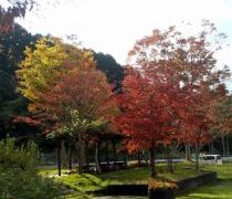 今年のハロウィンは10月31日 木曜日だそうです