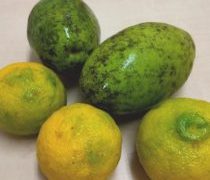 お土産迷惑かもしれません