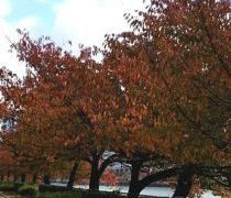 お寒くなりました