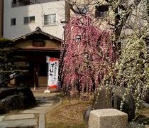 花粉のシーズン