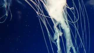 クラゲは水母、海月、水月とも書くそうです