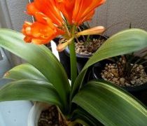 3年ぶりに咲きました