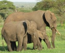 コンピュータグラフィックス