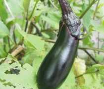 会社の敷地の中で元気に育つ夏野菜