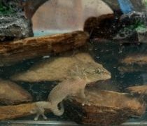 最高音量は、やもり君