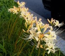 真実知るまでうかつなことは申せません