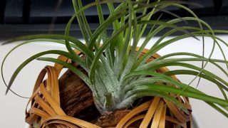 エアープランツ、籠の中は過ごしやすい