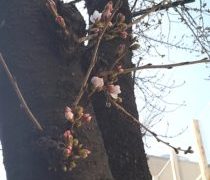 みいちゃんも待ってます