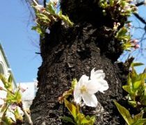 飴ちゃん食べすぎ注意