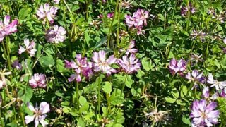 天気がいいので緑のお世話