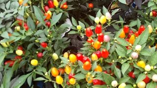 唐辛子の色オクラの花も、とてもお色が鮮やかです