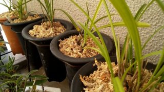 猫の額の蘭の園