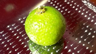 橘は日本に自生する唯一の野生ミカンだそうです