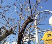 恐らく今年最後の熱々ランチ