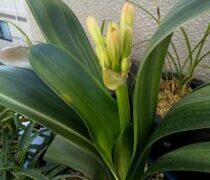 一鉢が二鉢に増えた