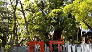 ヒノキの花粉は駄目ですが楠の緑に洗われました