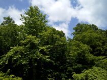 福利厚生費は社内向け、広告宣伝費は外に向けた活動費用