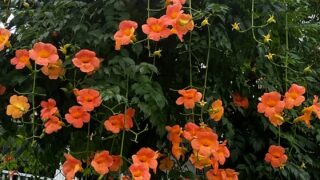 そろそろ大阪の暑い夏が始まります