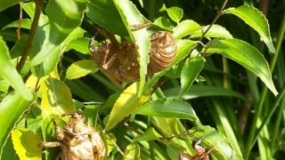 久々に優雅なランチのお時間